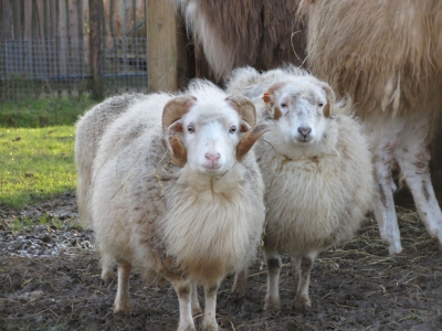 Mouton d'Ouessant - De Zonnegloed - Refuge pour animaux
